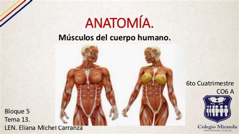 Músculos del cuerpo humano.