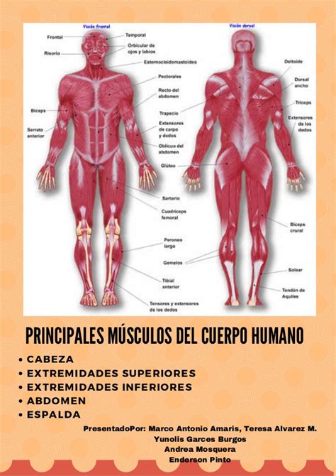 Musculos Del Cuerpo Humano | pin by roberto solis on m 218 ...