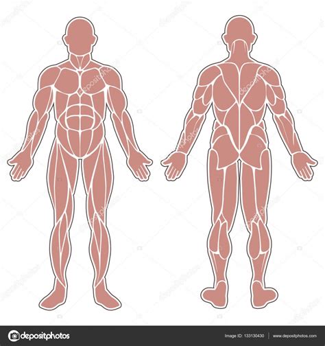 Músculos del cuerpo humano — Vector de stock #133130430 ...