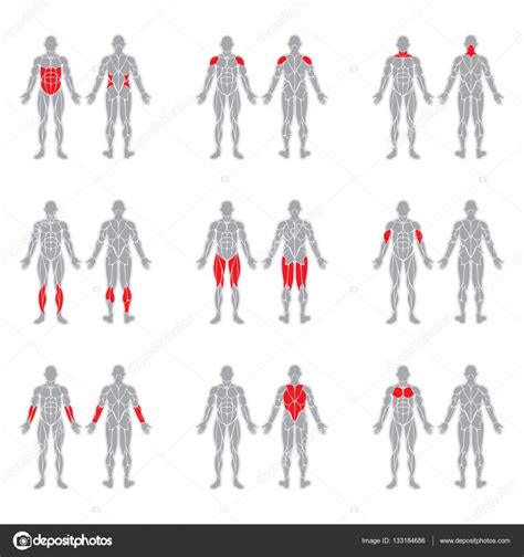 Músculos del cuerpo humano — Vector de stock © longquattro ...