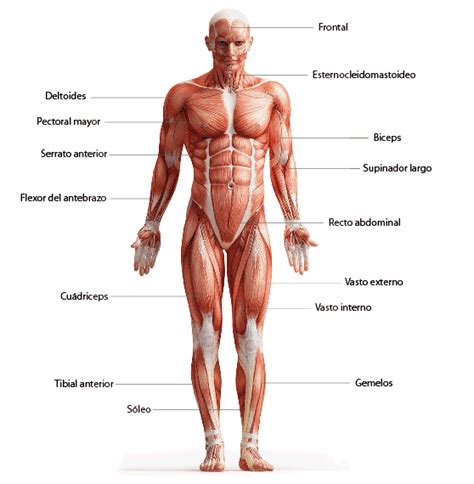 Músculos del cuerpo humano Saberia