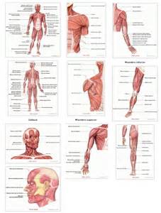 Músculos del cuerpo humano. Saludalia   Didactalia ...