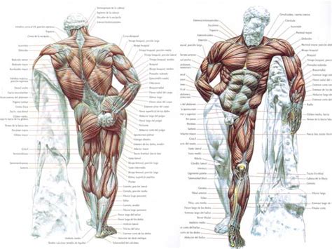 Músculos del cuerpo humano y Sistema Muscular