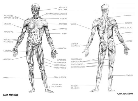 Músculos del cuerpo   Primeros Auxilios EF Juan SzRs