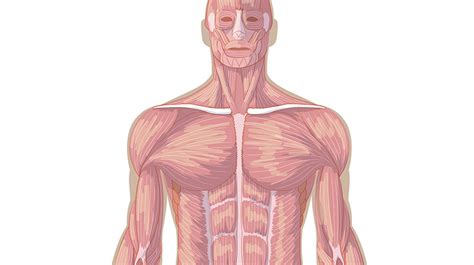 Músculos del cuerpo, vista de frente  Primaria  Juego del ...