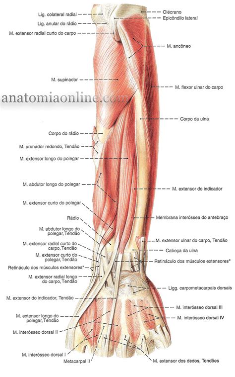 Músculos do Membro Superior | Sistema Muscular | Bíceps ...