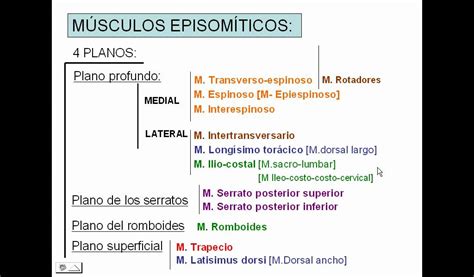Músculos episomíticos clasificación.avi   YouTube