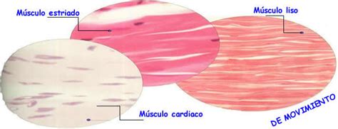 Músculos lisos y músculos estriados   Biología