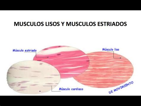 Músculos lisos y músculos estriados   YouTube
