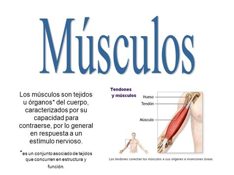 Músculos Los músculos son tejidos u órganos* del cuerpo ...