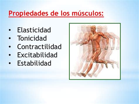 Musculos