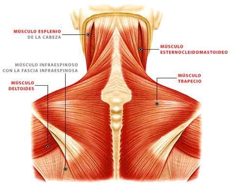 Musculos parte alta espalda