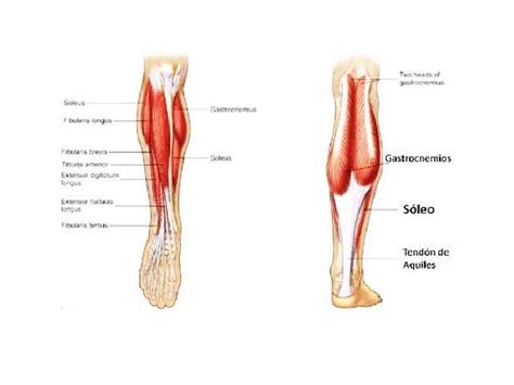 Musculos pierna