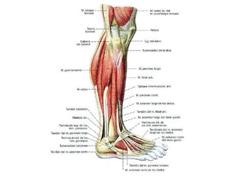Musculos pierna