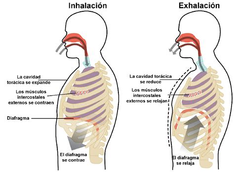 Músculos principales del pulmón: diafragma e intercostales ...