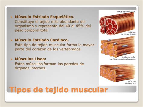 Músculos Profa: Sandra Vesga.   ppt descargar
