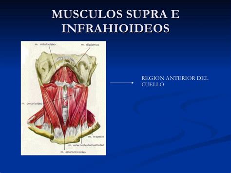 Musculos supra e infrahioideos
