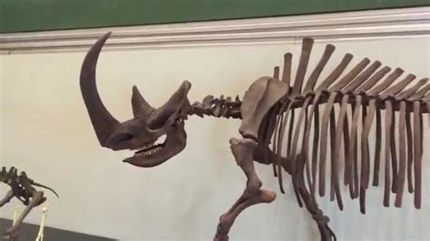 Museo Paleontológico de Cuenca 2015   YouTube