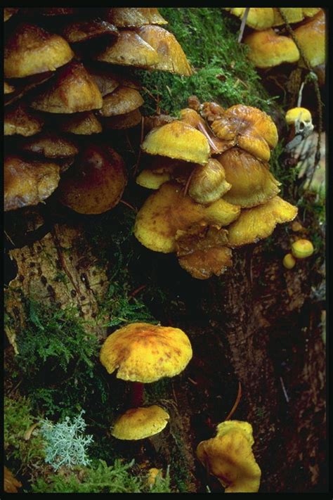 Musgos y hongos parásitos en un tronco de árbol ...