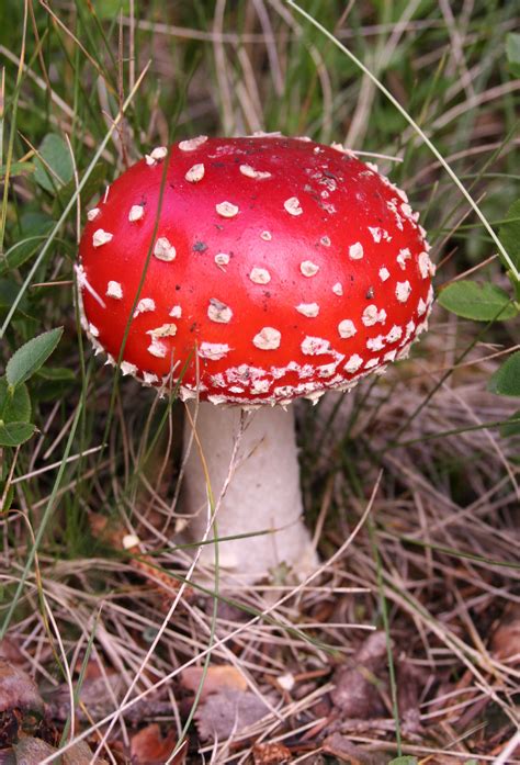 Mushroom   Wikipedia