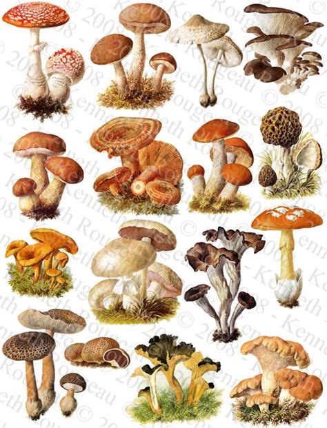 Mushrooms, Flora and Recipe source on Pinterest