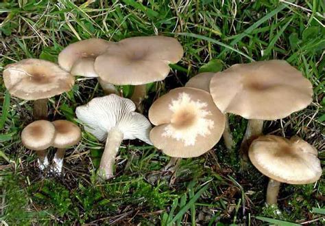 Mushrooms: Types of Mushrooms Can Eat or Not
