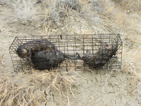 Muskrat Trapping