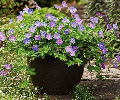 Must Grow New Perennials for 2013 | Sun, Planters and The ...