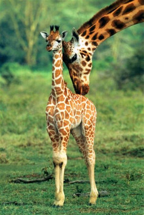 Muthu: Cute baby giraffes