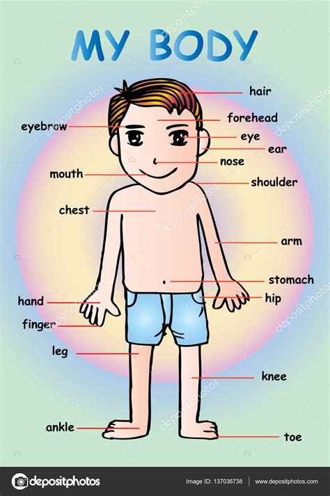 My body , educational info graphic chart for kids showing ...