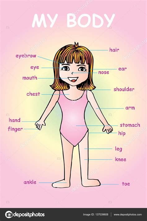 My body , educational info graphic chart for kids showing ...