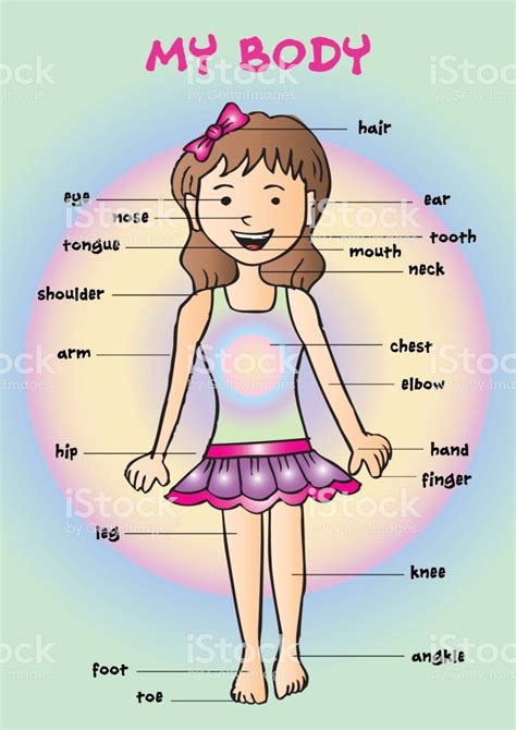 My Body Educational Info Graphic Chart For Kids Showing ...