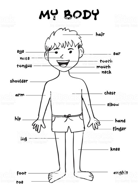 My Body Educational Info Graphic Chart For Kids Showing ...