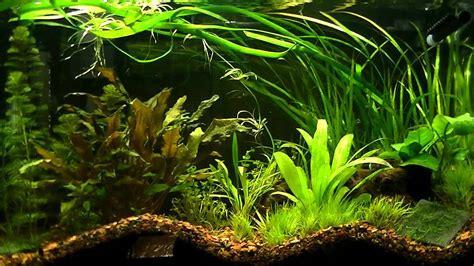 My Planted Aquarium  First Dirt Substrate    YouTube