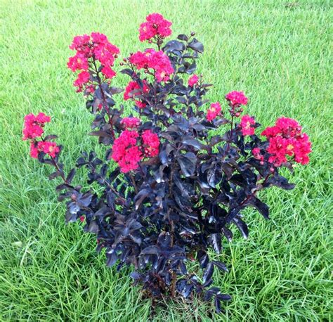 My Red   Black Diamond Crape Myrtle | Welcome to my Garden ...