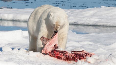 Myth bashing: Bears are not ferocious flesh eaters
