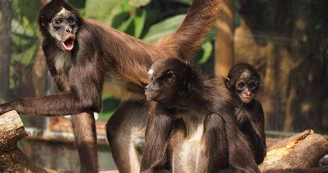 Nace cría de mono araña en zoológico de Medellín