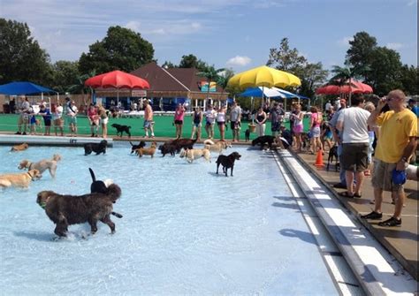 Nace el primer Aquapark canino de España – Alza la Pata