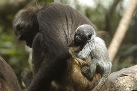 Nace en zoológico de Medellín un mono araña, especie en ...