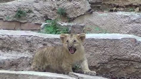 Nace un león en el Zoo de Barcelona