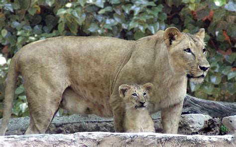 Nace un león en el Zoo de Barcelona