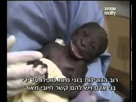 Nace un Mono bebe Humano♥♥   YouTube