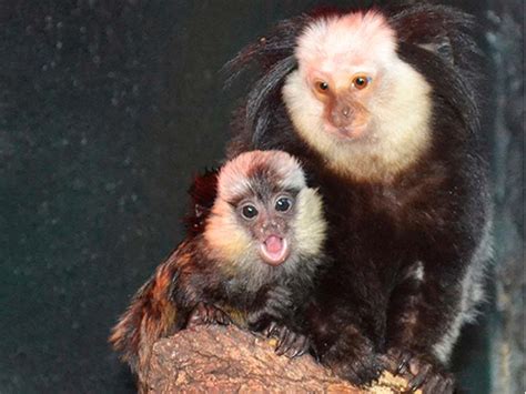 Nace un mono tití de cabeza blanca en Animal Kingdom