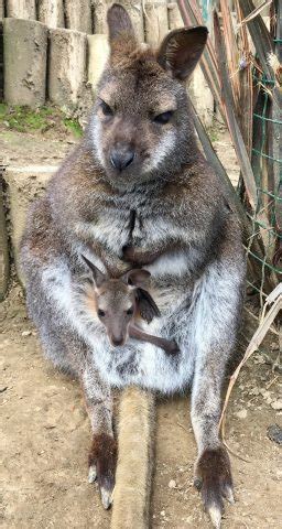 Nacen dos canguros en el zoo de Oviedo | El Digital de ...
