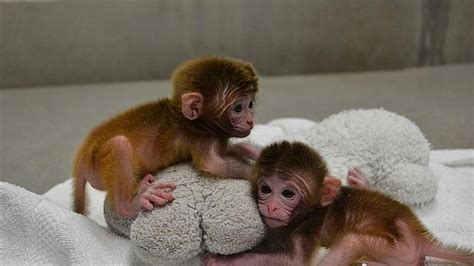 Nacen los primeros monos a partir de una mezcla ...