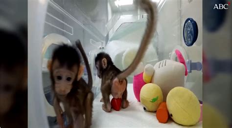 Nacen los primeros monos clonados con la «receta» de ...