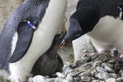 Nacen tres pingüinos en Zoológico Guadalajara   Tráfico ZMG
