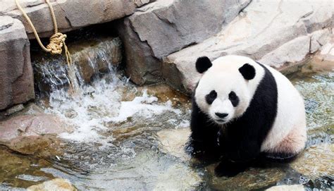 Nacimiento de cría de oso panda gigante causa gran impacto ...