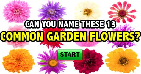 Names Of Common Flowers With Pictures – savingourboys.info