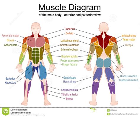 Names Of The Body Muscles   Human Body Anatomy System